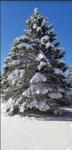 Arnolds - Winter tree